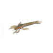 DRGN 30