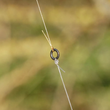 Zeck Solid Ring