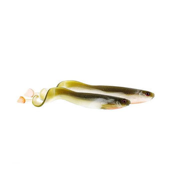 Westin Curl Teez Curltail 8,5cm