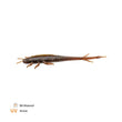 Zeck BA Shaky Sneaker 8cm